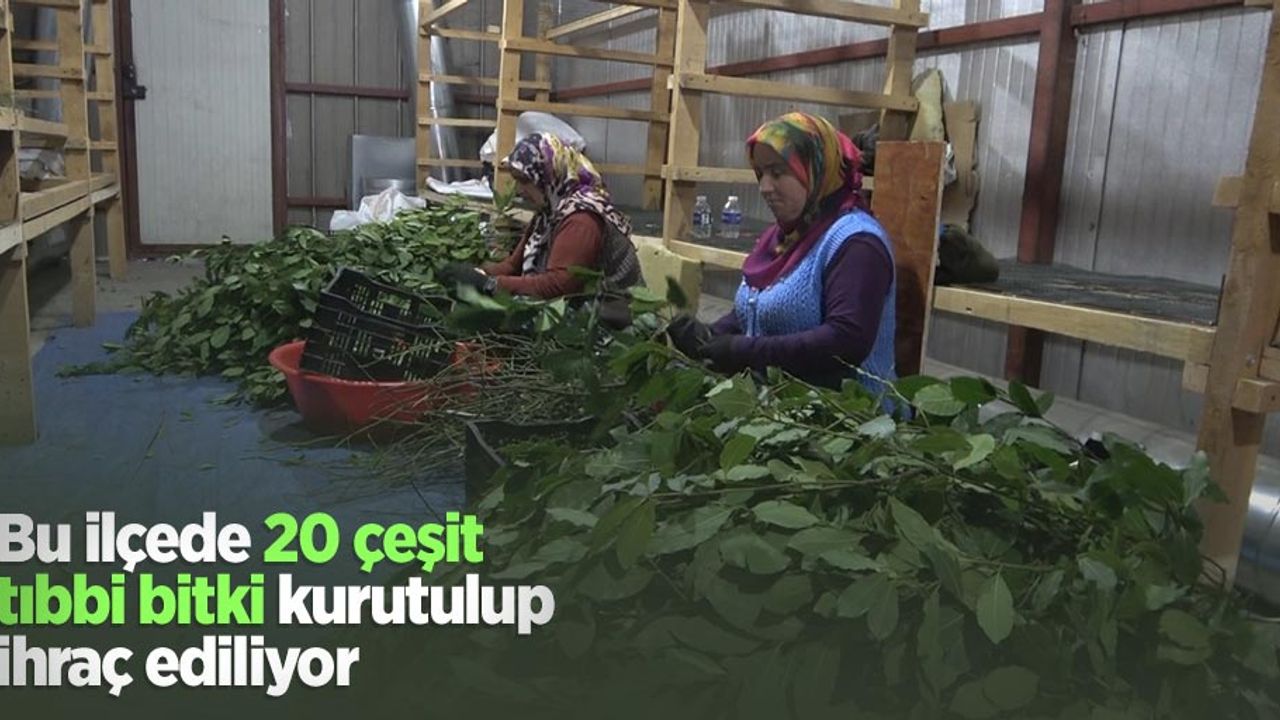 Bu ilçede 20 çeşit tıbbi bitki kurutulup ihraç ediliyor