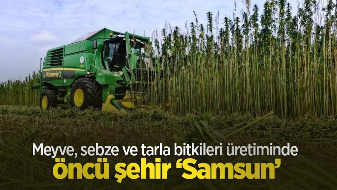 Meyve, sebze ve tarla bitkileri üretiminde öncü şehir ‘Samsun’