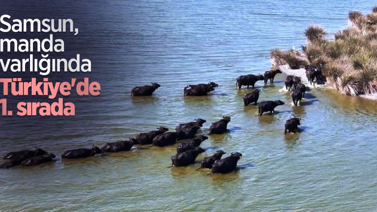 Samsun, manda varlığında Türkiye'de 1. sırada