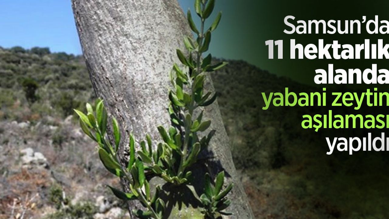 Samsun’da 11 hektarlık alanda yabani zeytin aşılaması yapıldı
