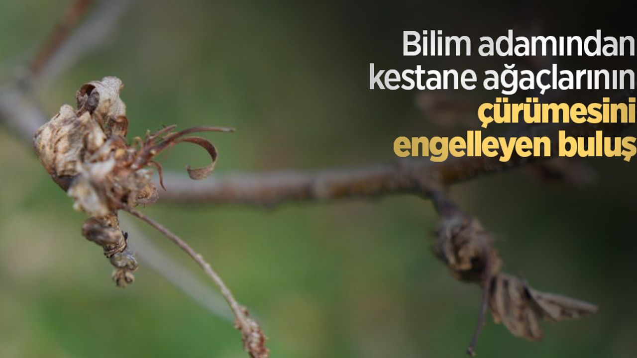 Bilim adamından kestane ağaçlarının çürümesini engelleyen buluş