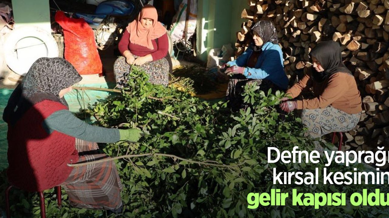 Defne yaprağı kırsal kesimin gelir kapısı oldu