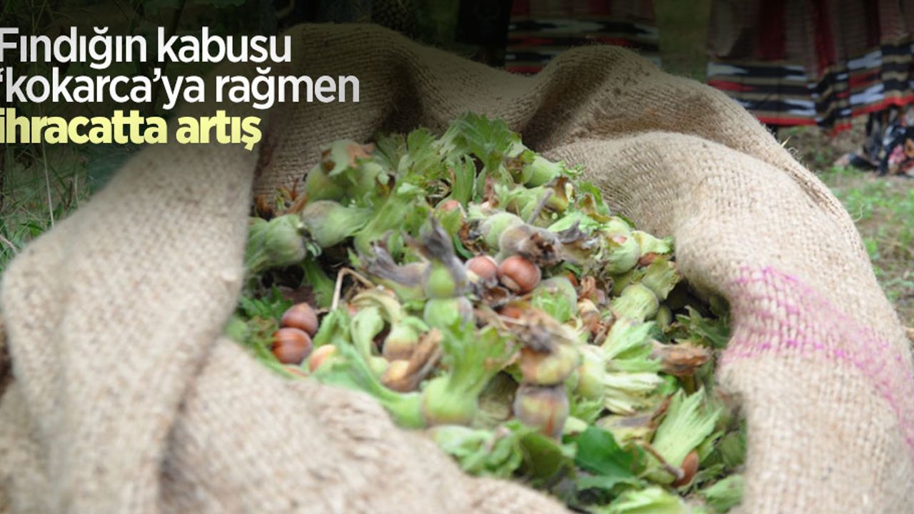 Fındığın kabusu ‘kokarca’ya rağmen ihracatta artış