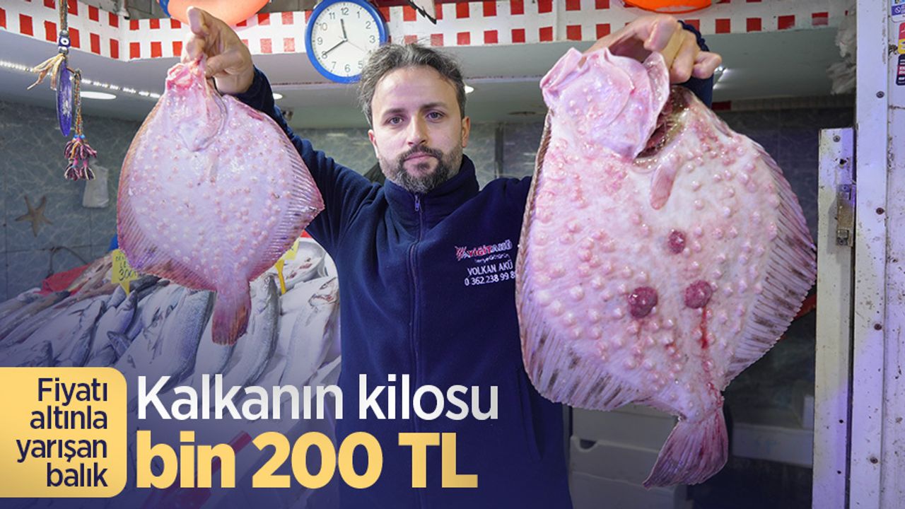 Fiyatı altınla yarışan balık: Kalkanın kilosu bin 200 TL