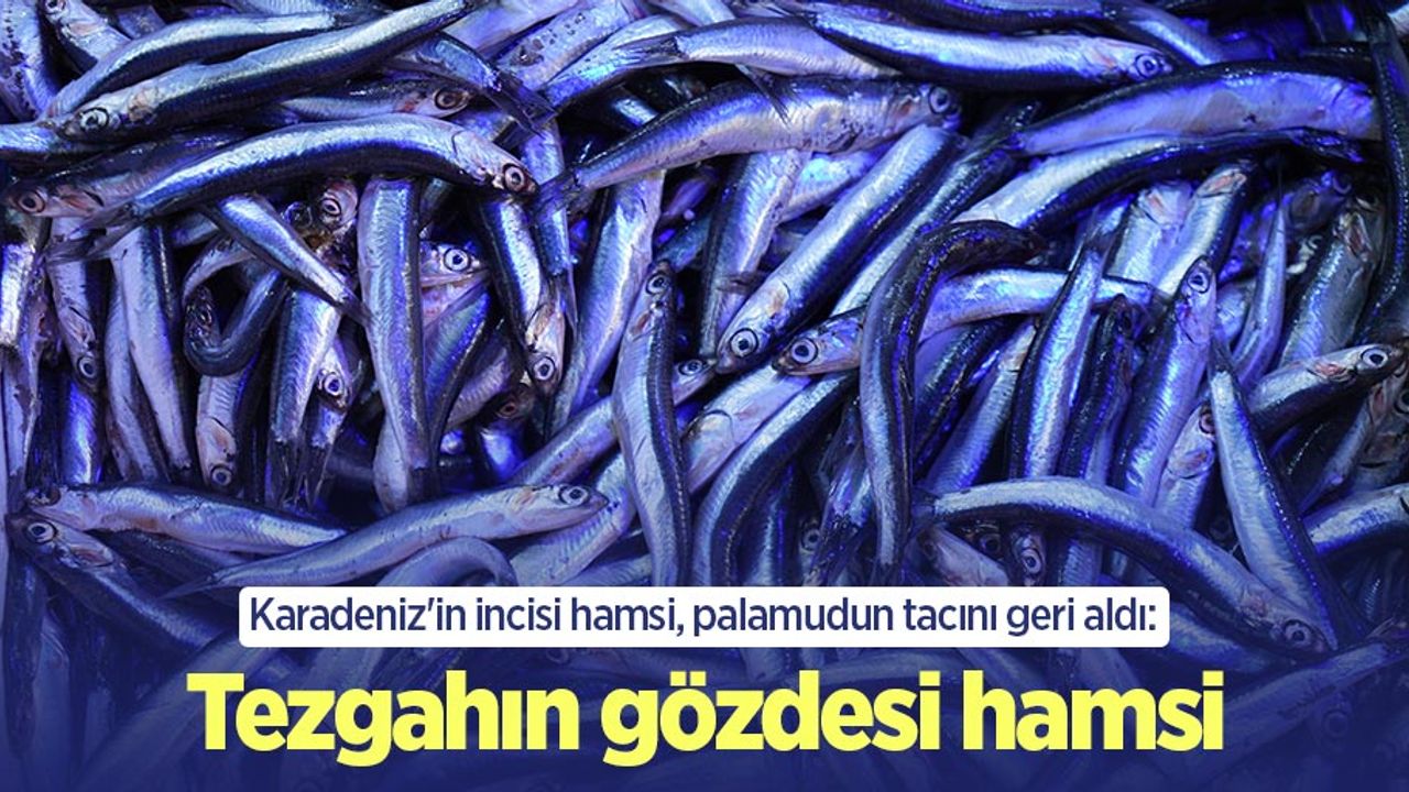 Karadeniz'in incisi hamsi, palamudun tacını geri aldı: Tezgahın gözdesi hamsi