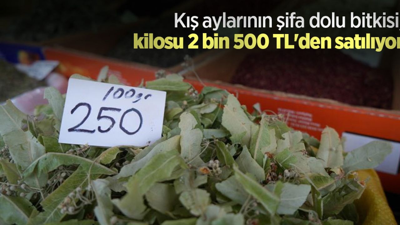 Kış aylarının şifa dolu bitkisi, kilosu 2 bin 500 TL'den satılıyor