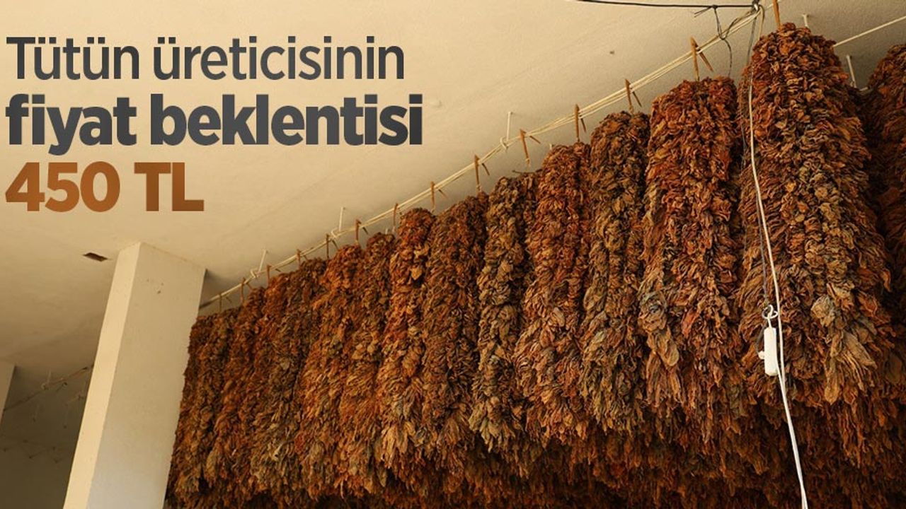 Tütün üreticisinin fiyat beklentisi 450 TL