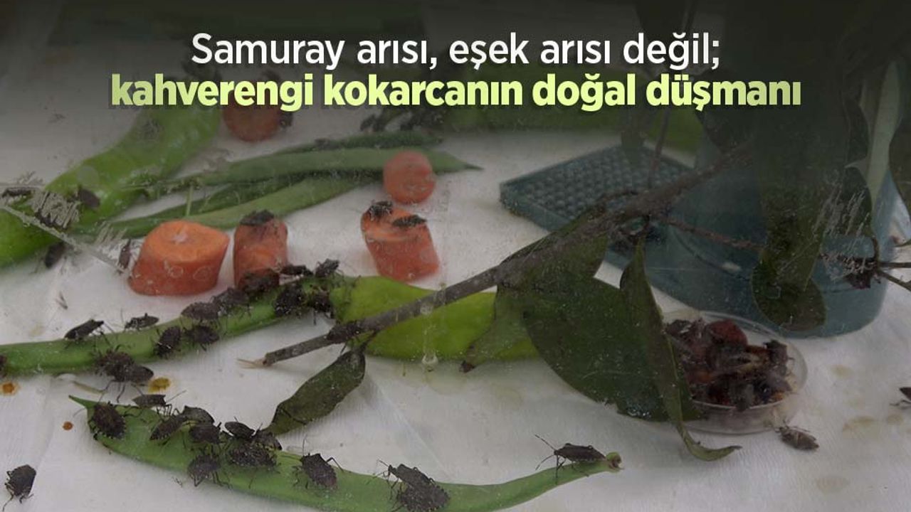 Samuray arısı, eşek arısı değil; kahverengi kokarcanın doğal düşmanı