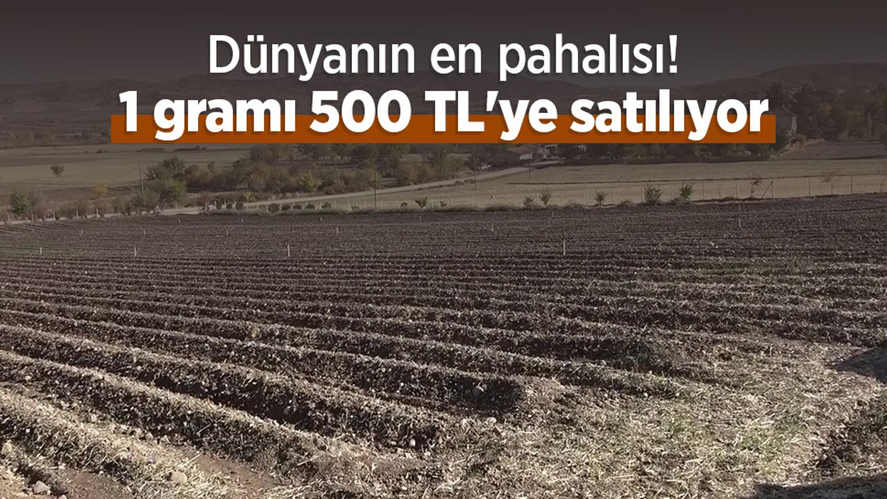 Dünyanın en pahalısı! 1 gramı 500 TL'ye satılıyor