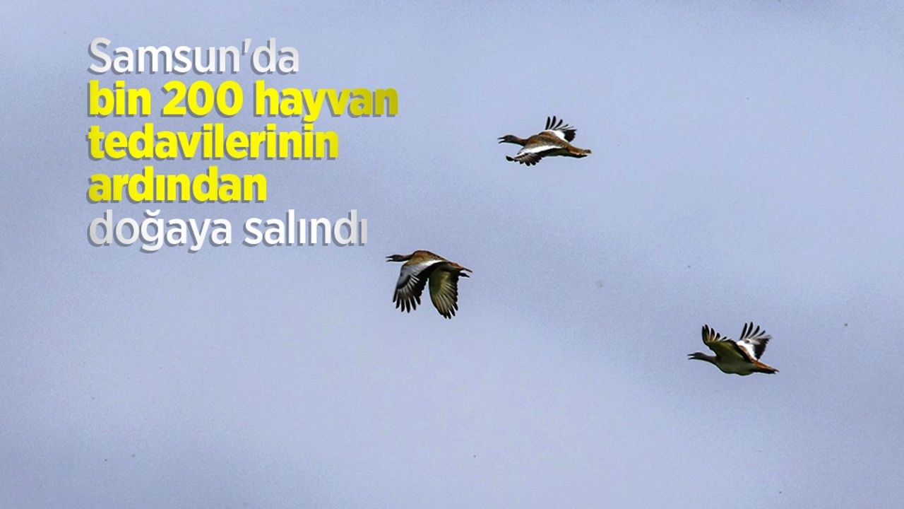 Samsun'da bin 200 hayvan tedavilerinin ardından doğaya salındı