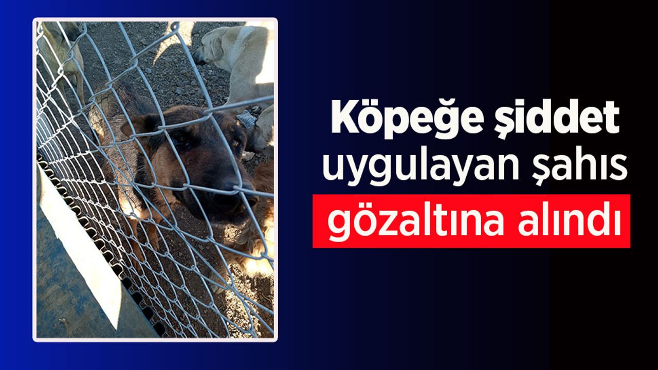 Köpeğe şiddet uygulayan şahıs gözaltına alındı