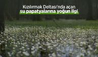Kızılırmak Deltası'nda açan su papatyalarına yoğun ilgi
