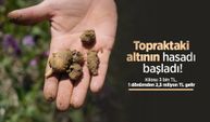 Topraktaki altının hasadı başladı! Kilosu 3 bin TL, 1 dönümden 2,5 milyon TL gelir