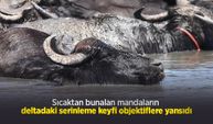 Sıcaktan bunalan mandaların deltadaki serinleme keyfi objektiflere yansıdı