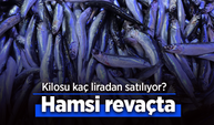 Hamsi revaçta