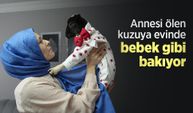 Annesi ölen kuzuya evinde bebek gibi bakıyor