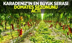Karadeniz'in en büyük serası domates sezonunu açtı