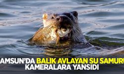 Samsun'da su samuru balık avlarken kameralara yansıdı