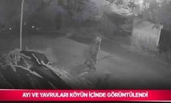 Ayı ve yavruları köyün içinde görüntülendi