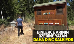 Binlerce arının üzerine yatan, daha dinç kalkıyor