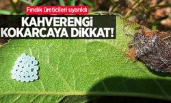 Fındık üreticileri uyarıldı! Kahverengi kokarcaya dikkat