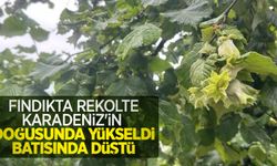 Fındıkta rekolte Karadeniz'in doğusunda yükseldi, batısında düştü