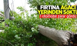Fırtına ağacı kökünden söktü: 1 otomobil zarar gördü