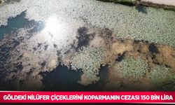 Göldeki nilüfer çiçeklerini koparmanın cezası 150 bin lira