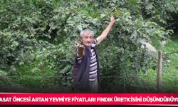 Hasat öncesi artan yevmiye fiyatları fındık üreticisini düşündürüyor