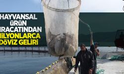Hayvansal ürün ihracatından milyonlarca döviz geliri