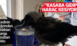 Kedinin ağzından aldıkları karga dostları oldu: "Kasaba gidip haraç kesiyor"