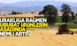 Kuraklığa rağmen hububat ürünlerin hasadında önemli artış