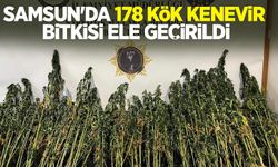 Samsun'da 178 kök kenevir bitkisi ele geçirildi