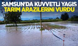 Samsun'da kuvvetli yağış tarım arazilerini vurdu