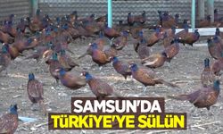 Samsun'dan Türkiye'ye sülün