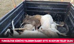 Tunceli’de sürüye yıldırım isabet etti: 16 koyun telef oldu