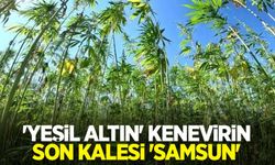 ‘Yeşil altın' kenevirin son kalesi ‘Samsun'