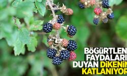Böğürtlenin faydalarını duyan dikenine katlanıyor!