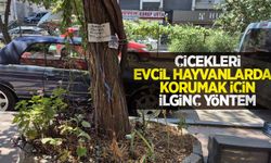 Çiçekleri evcil hayvanlardan korumak için ilginç yöntem
