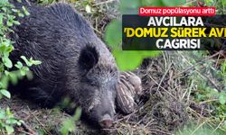 Domuz popülasyonu arttı, avcılara 'domuz sürek avı' çağrısı