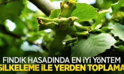 Fındık hasadında en iyi yöntem silkeleme ile yerden toplama