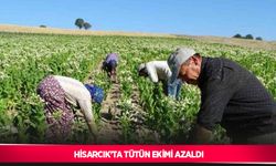 Hisarcık’ta tütün ekimi azaldı