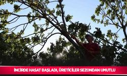 İncirde hasat başladı, üreticiler sezondan umutlu