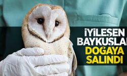 İyileşen baykuşlar doğaya salındı