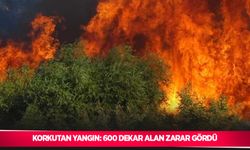 Korkutan yangın: 600 dekar alan zarar gördü