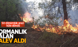 Ormanlık alan alev aldı: 50 dönüm arazi küle döndü