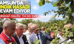 Samsun'da fındık hasadı devam ediyor... Beklenen rekolte: 114 bin ton!