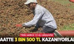 Yılda sadece 1,5 ay çalışıyorlar, saatte 3 bin 500 TL kazanıyorlar