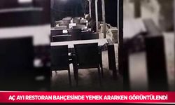Aç ayı restoran bahçesinde yemek ararken görüntülendi