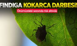 Fındığa kokarca darbesi! Önümüzdeki sezonda risk altında